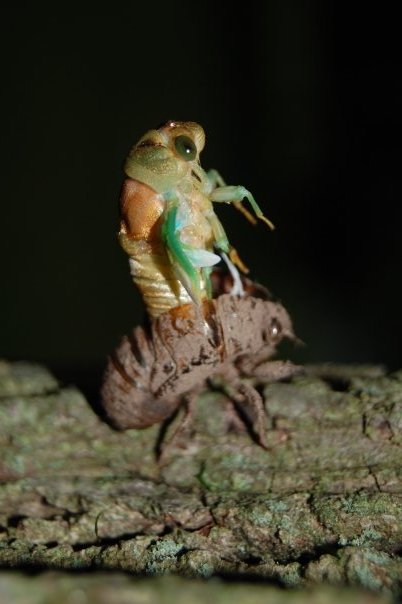 8234_127902252613_707017613_2184688_7358874_n[1]