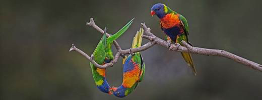 rainbowLorikeet