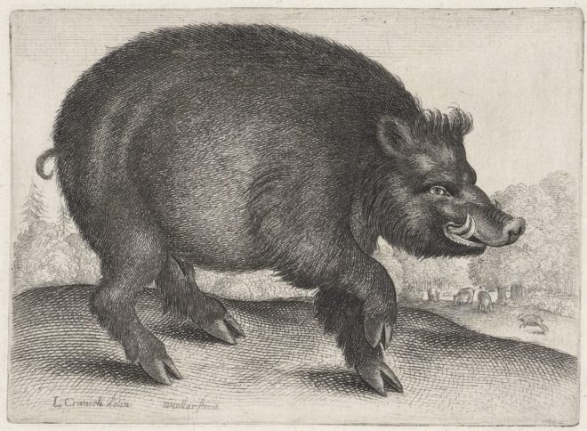 Wenceslaus Hollar. Wild Boar. Etching, 1644 - 1652. Rijksmuseum.