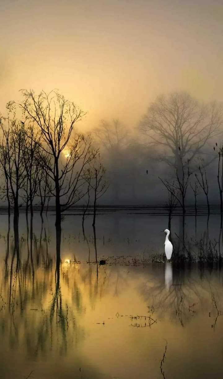Gunggex Durga Laksmi utSpg7onhsohred · Golden Evening