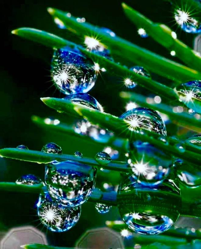 Yvonne Mancilla tsSpitoon1s0oredh · Raindrops on pine